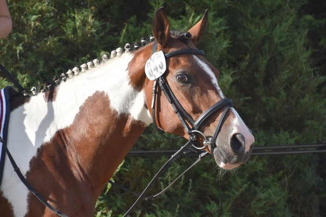 08-06-01_turnier bohm 24.07.2016  15